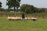 BORDER COLLIE - MOUTONS 031